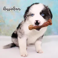 Bi Blue Merle 1 Long tail, a male Miniature Australian Shepherd for sale in Pinehurst, TX – Photo 5 of 9