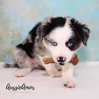 Bi Blue Merle 1 Long tail, a male Miniature Australian Shepherd for sale in Pinehurst, TX – Photo 7 of 9