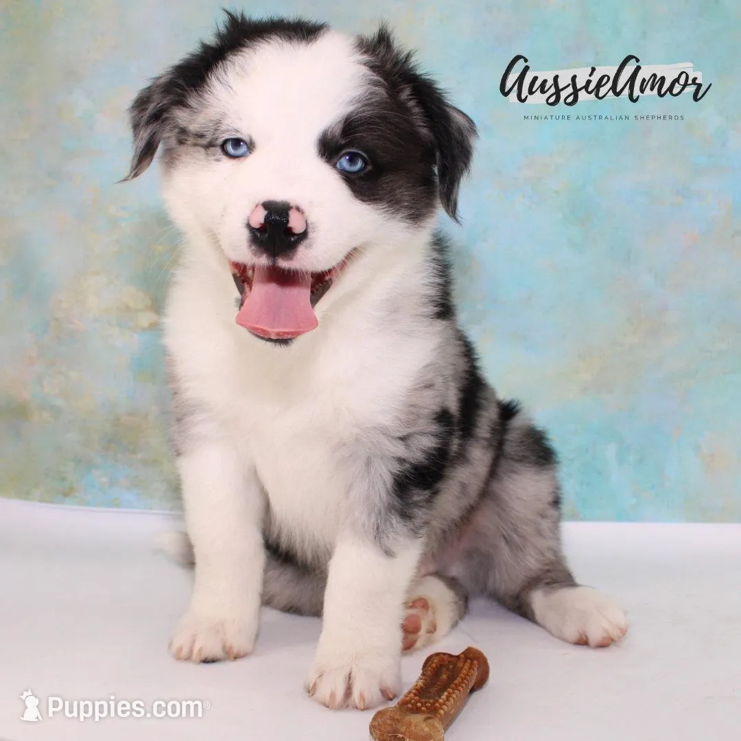 Bi Blue Merle 1 Long tail, a male Miniature Australian Shepherd for sale in Pinehurst, TX – Photo 6 of 9