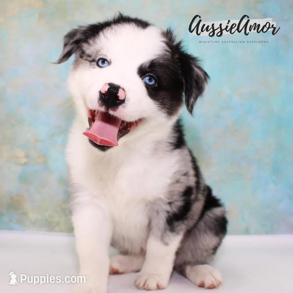 Bi Blue Merle 1 Long tail