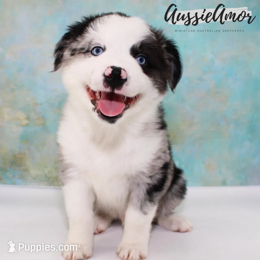 Bi Blue Merle 1 Long tail, a male Miniature Australian Shepherd for sale in Pinehurst, TX – Photo 2 of 9