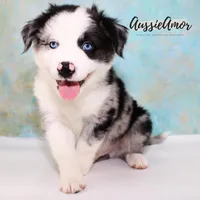 Bi Blue Merle 1 Long tail, a male Miniature Australian Shepherd for sale in Pinehurst, TX – Photo 3 of 9