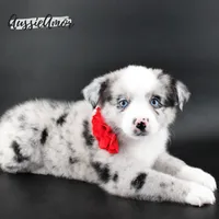 Bi Blue Merle - AKC- 2 Blue eyes, a female Miniature Australian Shepherd for sale in Pinehurst, TX – 8 of 10