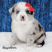 Bi Blue Merle - AKC- 2 Blue eyes, a female Miniature Australian Shepherd for sale in Pinehurst, TX – 3 of 10