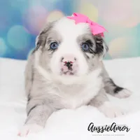 Bi Blue Merle - AKC- 2 Blue eyes, a female Miniature Australian Shepherd for sale in Pinehurst, TX – 8 of 10