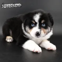 Black Tri - AKC - 2 Blue eyes, a male Miniature Australian Shepherd for sale in Pinehurst, TX – 6 of 9