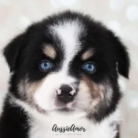 Black Tri - AKC - 2 Blue eyes, a male Miniature Australian Shepherd for sale in Pinehurst, TX – 4 of 8