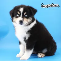 Black Tri - AKC - 2 Blue eyes, a male Miniature Australian Shepherd for sale in Pinehurst, TX – 4 of 7