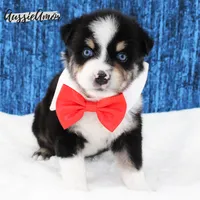 Black Tri - AKC - 2 Blue eyes, a male Miniature Australian Shepherd for sale in Pinehurst, TX – 8 of 10