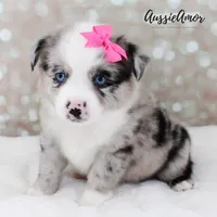 Bi Blue Merle - AKC- 2 Blue eyes, a female Miniature Australian Shepherd for sale in Pinehurst, TX – 6 of 10