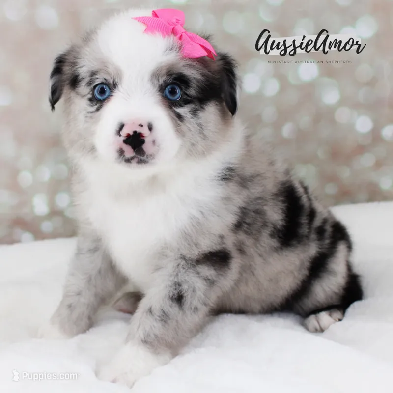 Bi Blue Merle - AKC- 2 Blue eyes – Miniature Australian Shepherd puppy for sale in Pinehurst, TX