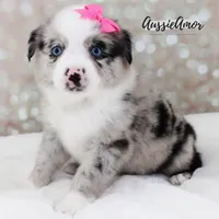 Bi Blue Merle - AKC- 2 Blue eyes, a female Miniature Australian Shepherd for sale in Pinehurst, TX – 1 of 10