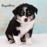 Black Tri - AKC - 2 Blue eyes, a male Miniature Australian Shepherd for sale in Pinehurst, TX – 2 of 10