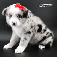 Bi Blue Merle - AKC- 2 Blue eyes, a female Miniature Australian Shepherd for sale in Pinehurst, TX – 5 of 10