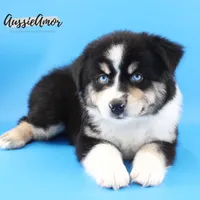 Black Tri - AKC - 2 Blue eyes, a male Miniature Australian Shepherd for sale in Pinehurst, TX – 1 of 7