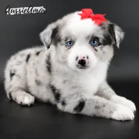 Bi Blue Merle - AKC- 2 Blue eyes, a female Miniature Australian Shepherd for sale in Pinehurst, TX – 5 of 10