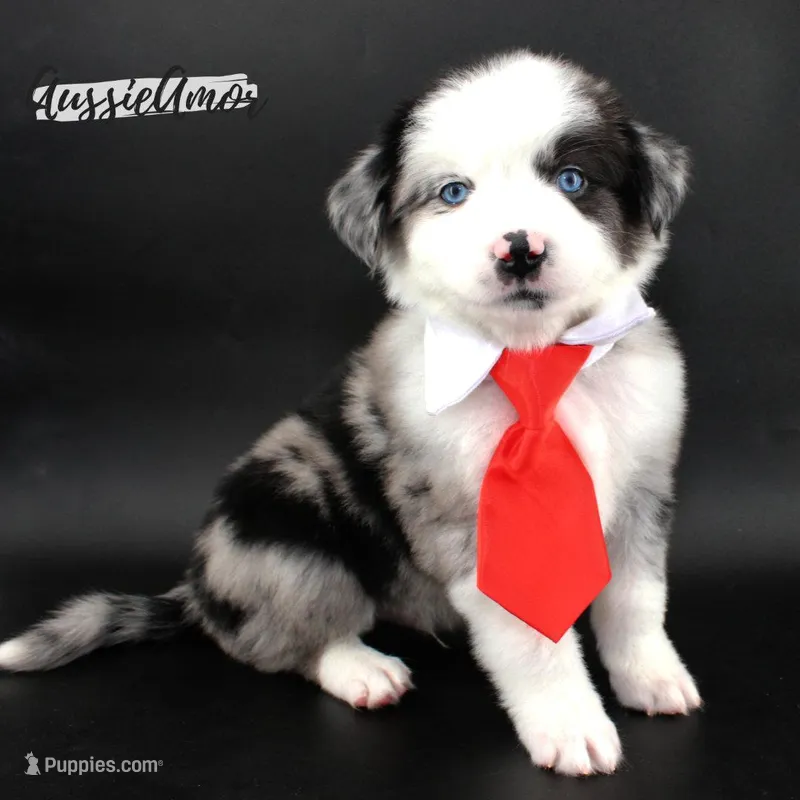 Bi Blue Merle 1 Long tail