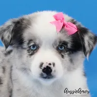 Bi Blue Merle - AKC- 2 Blue eyes, a female Miniature Australian Shepherd for sale in Pinehurst, TX – 3 of 10