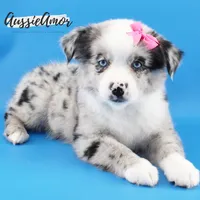 Bi Blue Merle - AKC- 2 Blue eyes, a female Miniature Australian Shepherd for sale in Pinehurst, TX – 4 of 7