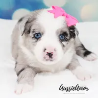 Bi Blue Merle - AKC- 2 Blue eyes, a female Miniature Australian Shepherd for sale in Pinehurst, TX – 7 of 10