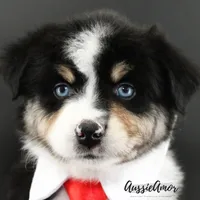 Black Tri - AKC - 2 Blue eyes, a male Miniature Australian Shepherd for sale in Pinehurst, TX – 4 of 9