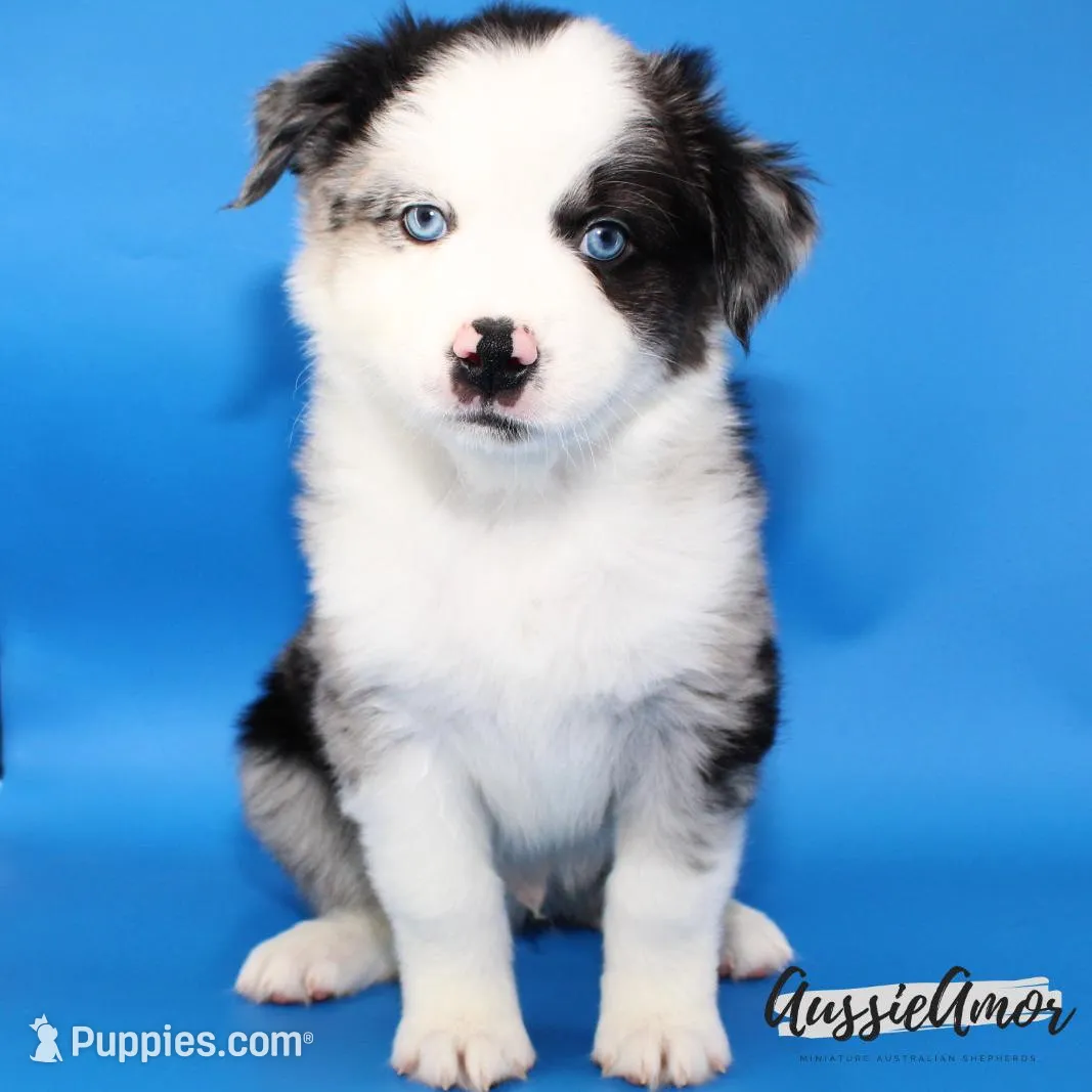 Bi Blue Merle #1 AKC