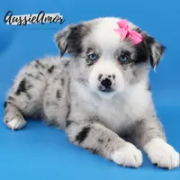 Bi Blue Merle - AKC- 2 Blue eyes, a female Miniature Australian Shepherd for sale in Pinehurst, TX – 2 of 10