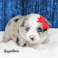 Bi Blue Merle - AKC- 2 Blue eyes, a female Miniature Australian Shepherd for sale in Pinehurst, TX – 4 of 10