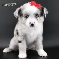 Bi Blue Merle - AKC- 2 Blue eyes, a female Miniature Australian Shepherd for sale in Pinehurst, TX – 5 of 10