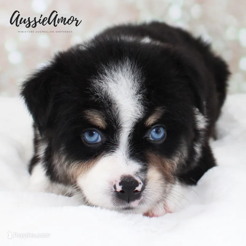 Black Tri - AKC - 2 Blue eyes – Miniature Australian Shepherd puppy for sale in Pinehurst, TX