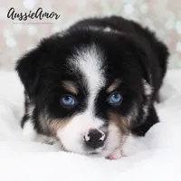 Black Tri - AKC - 2 Blue eyes, a male Miniature Australian Shepherd for sale in Pinehurst, TX – 1 of 8
