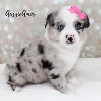 Bi Blue Merle - AKC- 2 Blue eyes, a female Miniature Australian Shepherd for sale in Pinehurst, TX – 4 of 8
