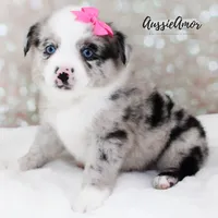 Bi Blue Merle - AKC- 2 Blue eyes, a female Miniature Australian Shepherd for sale in Pinehurst, TX – 5 of 10