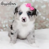 Bi Blue Merle - AKC- 2 Blue eyes, a female Miniature Australian Shepherd for sale in Pinehurst, TX – 7 of 8