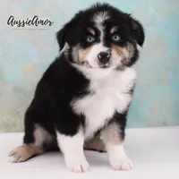 Black Tri - AKC - 2 Blue eyes, a male Miniature Australian Shepherd for sale in Pinehurst, TX – 5 of 10