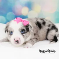 Bi Blue Merle - AKC- 2 Blue eyes, a female Miniature Australian Shepherd for sale in Pinehurst, TX – 5 of 10