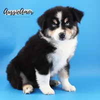 Black Tri - AKC - 2 Blue eyes, a male Miniature Australian Shepherd for sale in Pinehurst, TX – 5 of 7