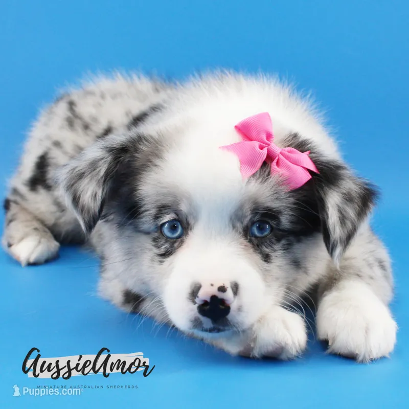 Bi Blue Merle - AKC- 2 Blue eyes – Miniature Australian Shepherd puppy for sale in Pinehurst, TX