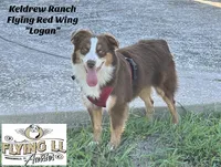 Black Tri - AKC - 2 Blue eyes, a male Miniature Australian Shepherd for sale in Pinehurst, TX – 7 of 7