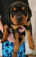Mr. Green, a male Rottweiler for sale in Lake Havasu City, AZ – Photo 2 of 2