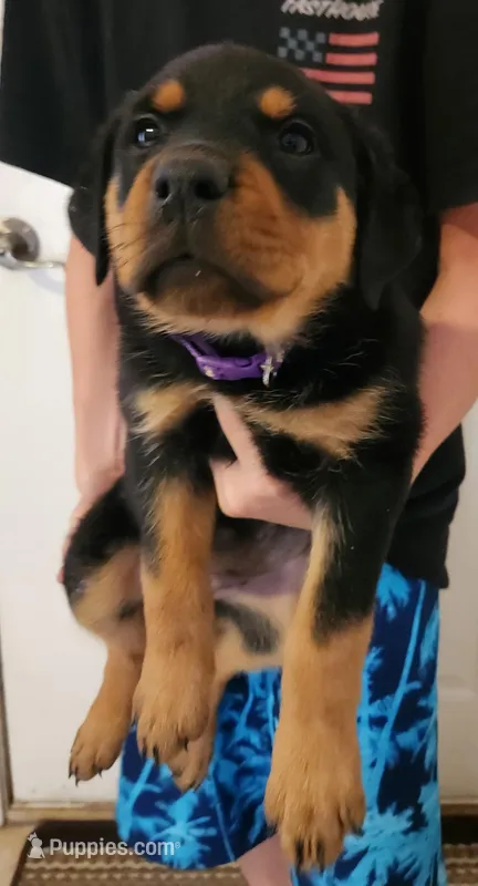 Mr. Green – Rottweiler puppy for sale in Lake Havasu City, AZ
