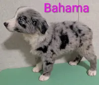 Bahama , a female Australian Shepherd for sale in Forsyth, GA – 3 of 6