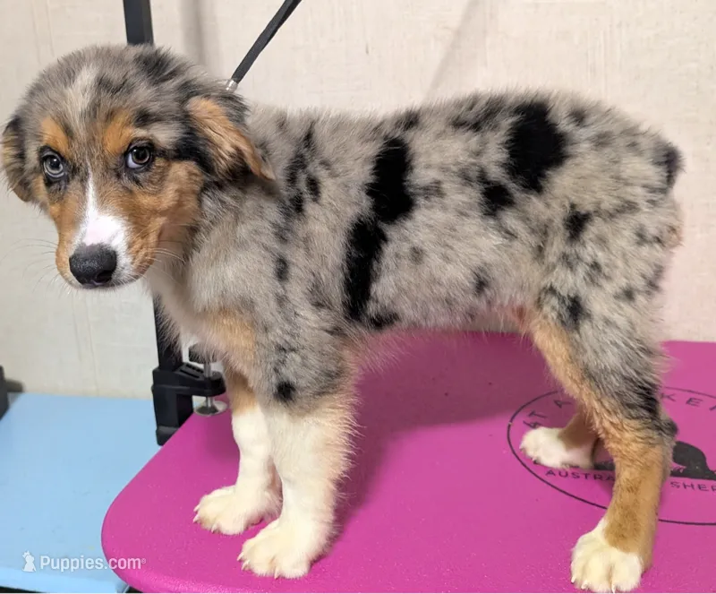 Fiji – Australian Shepherd puppy for sale in Forsyth, GA