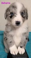 Bahama , a female Australian Shepherd for sale in Forsyth, GA – 4 of 6