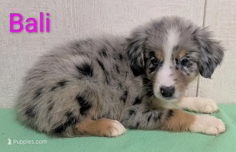 Bali – Australian Shepherd puppy for sale in Forsyth, GA