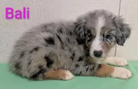 Bali, a female Australian Shepherd for sale in Forsyth, GA – 1 of 2