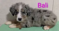 Bali, a female Australian Shepherd for sale in Forsyth, GA – 2 of 2