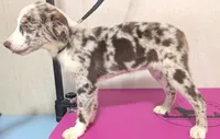 Safari , a female Australian Shepherd for sale in Forsyth, GA – 2 of 3