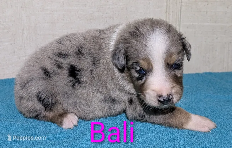Bali – Australian Shepherd puppy for sale in Forsyth, GA