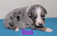 Bali, a female Australian Shepherd for sale in Forsyth, GA – 1 of 3